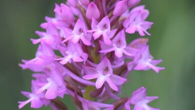 Photo of Anacamptis pyramidalis Orchidea piramidale