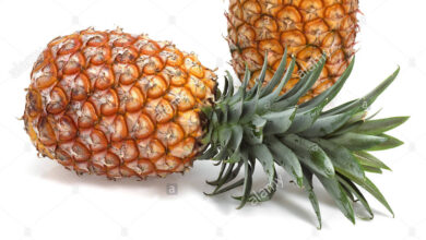 Photo of Ananas comosus Ananas cultivé, Ananas-frutta