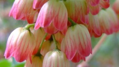 Photo of Andromeda campanula, Enkianthus campanula