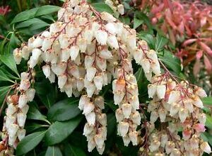 Photo of Andromeda del Giappone, Pieris