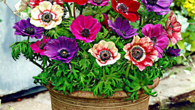 Photo of Anemone di Caen, Anemone per fioristi