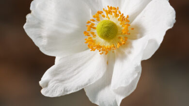 Photo of Anemone hupehensis var. Japonica Anemone del Giappone