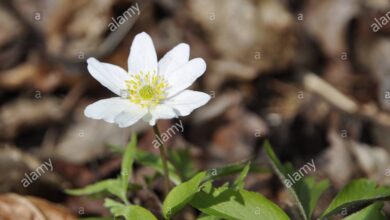 Photo of Anemone selvatico, Anemone di legno