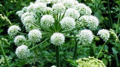 Photo of Angelica Herb: Come crescere angelica