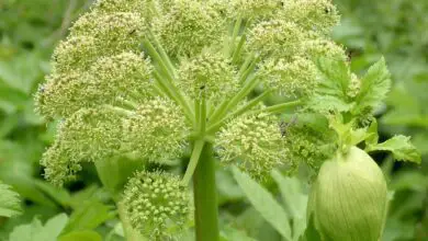 Photo of Angelica officinalis, Angelica aromatica