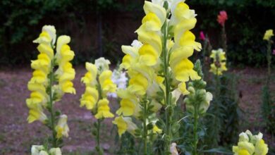 Photo of Antirrhinum majus, una pianta che ha i fiori in un modo molto speciale