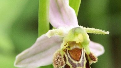 Photo of Ape Orchidea, Ape Ophrys