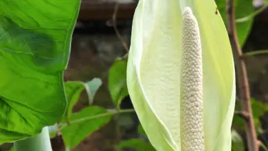Photo of Araceae