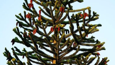 Photo of Araucaria araucana La disperazione delle scimmie