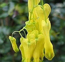 Photo of Arrampicata Dicentra, Lacrime d’oro