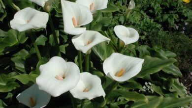 Photo of Arum, anello o cura delle piante di fiori primaverili