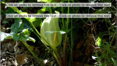 Photo of Arum italicum Arum de Italia, Gouet de Italia