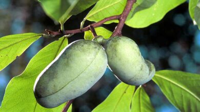 Photo of Asimina triloba albero trilobato asiatico