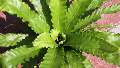 Photo of Asplenium nidus Felce nido d’uccello