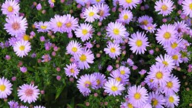 Photo of Aster amellus o cura delle piante di aster italiana