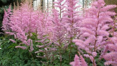 Photo of Astilbe