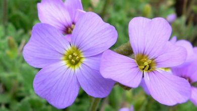 Photo of Aubrieta deltoidea, plante basse