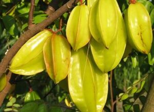 Photo of Averrhoa Carambolier Carambola