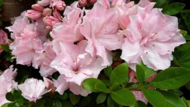 Photo of Azalea: che cura per l’azalea