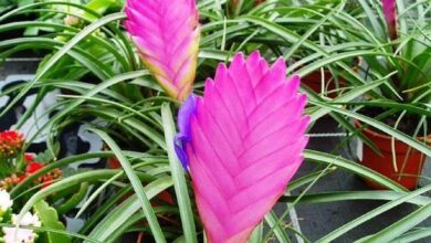 Photo of Bailey’s Tillandsia, Air Girl