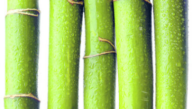 Photo of Bambou