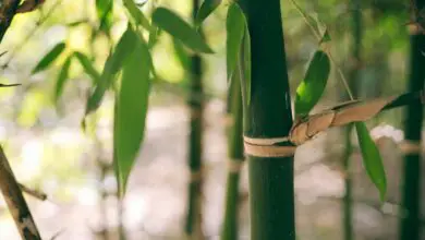 Photo of Bambù messicano