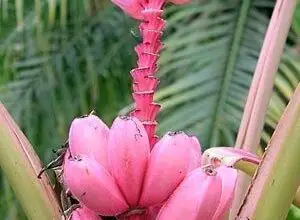 Photo of Banana rosa, Banana a fiori rosa