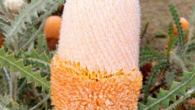 Photo of Banksia