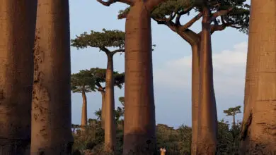 Photo of Baobab africano, albero della bottiglia