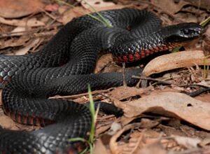 Photo of Barba a biforcuta, lingua d’oca, erba serpente