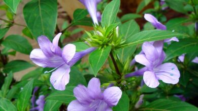 Photo of Barleria obtusa, arbusto utilizzato a scopo ornamentale