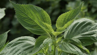 Photo of Basilico giapponese Frutescens Button, Shiso