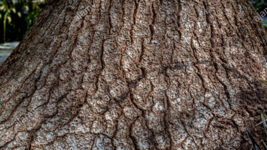 Photo of Beaucarnea, Zampa di elefante, Albero della bottiglia, Curva della colina