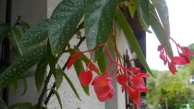 Photo of Begonia evansiana Begonia perenne della signora Evans, Begonia rústica