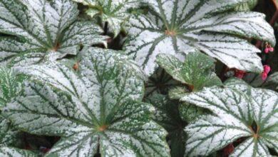 Photo of Begonia Silver Splendor