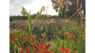 Photo of Belamcanta chinensis, un fiore di breve durata ma bellissimo