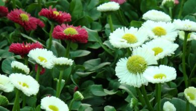 Photo of Bellis perennis Marguerite, Poinsettia