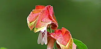 Photo of Beloperone Guttata, a flor tropical que atrae mariposas