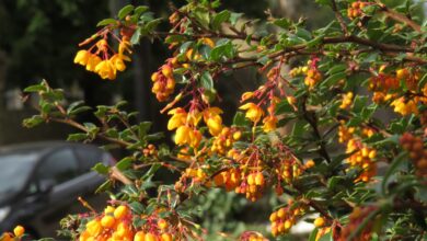 Photo of Berberis darwinii Darwinii Darwins vinette thornbush