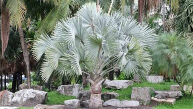 Photo of Bismarckia nobilis Bismarck Palm