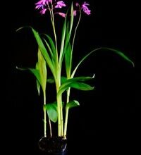 Photo of Bletilla striata Orchidea giacinto