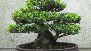 Photo of Bonsai Care – come prendersi cura del proprio bonsai