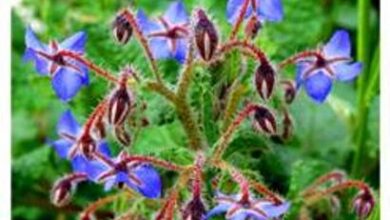 Photo of Borago officinalis Borago officinalis, borragine comune, lingua di mucca