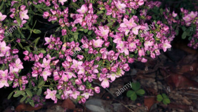 Photo of Boronia crenulata Boronia de hoja crenulada, Boronia anis