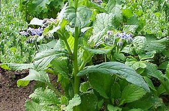 Photo of Borragine erbacea: come coltivare la borragine