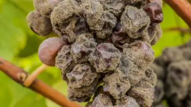 Photo of Botrytis