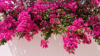 Photo of Bougainvillea Bougainvillea