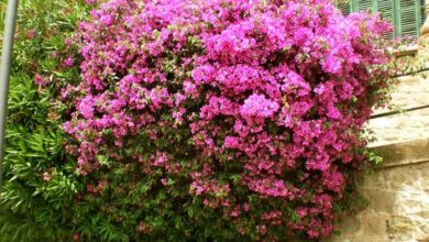 Photo of Bougainvillea, Buganvilla o Bugambilia