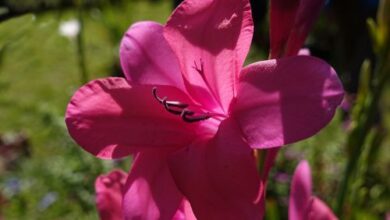 Photo of Bourbon Watsonia Rose Watsonia, Bourbon Watsonia