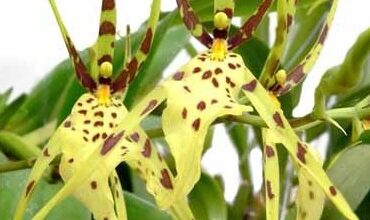 Photo of Brassia Araña Orchidea